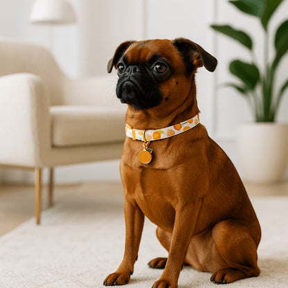 petit brabançon assis salon avec collier chiot motif orange