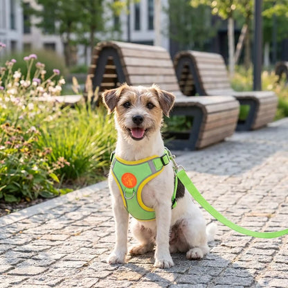 petit chien assis avec harnais pour chien vert et laisse