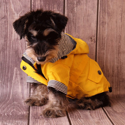 petit chien assis portant imperméable chien jaune
