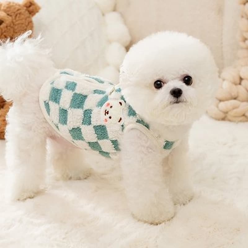 petit chien blanc portant pull chien damier bleu pastel