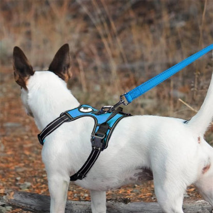 petit chien de dos avec laisse pour chien bleu ciel