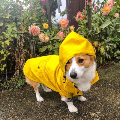 petit chien debout devant fleurs avec imperméable chien jaune