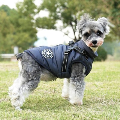 petit chien gris sur herbe avec manteau pour chien bleu