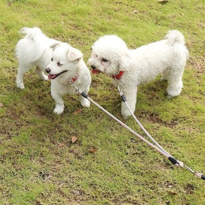 petits chiens blancs promenade herbe double laisse pour chien rose