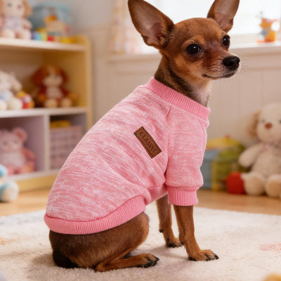 pinscher assis sur tapis dans chambre avec pull chien rose
