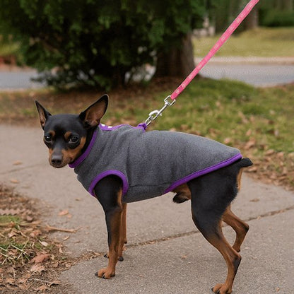 pinscher de profil tenu en laisse porte manteau chien gris