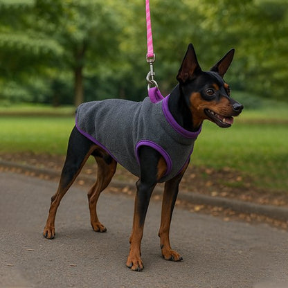 pinscher tenu en laisse avec manteau chien gris