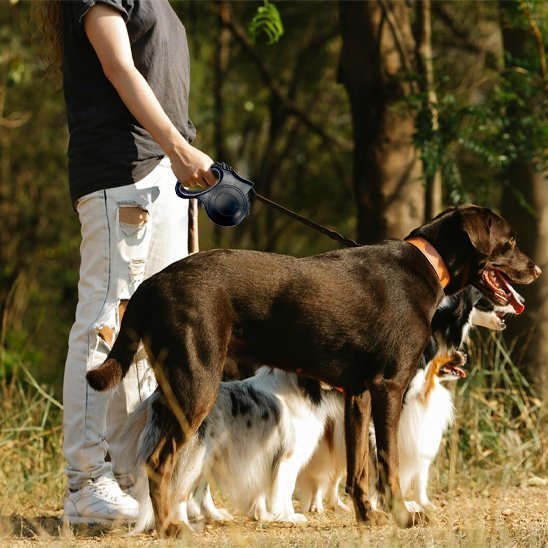 plusieurs chiens promenade foret avec homme laisse chien enrouleur noir