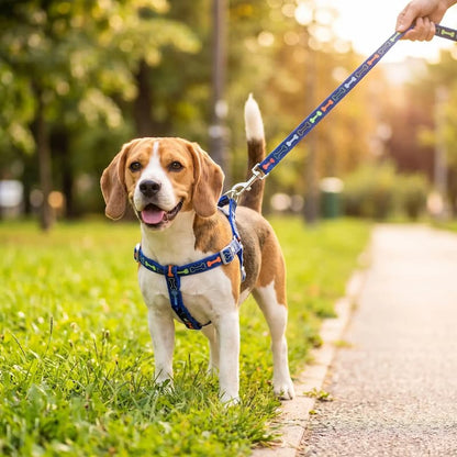 promenade beagle portant harnais chien bleu motif os