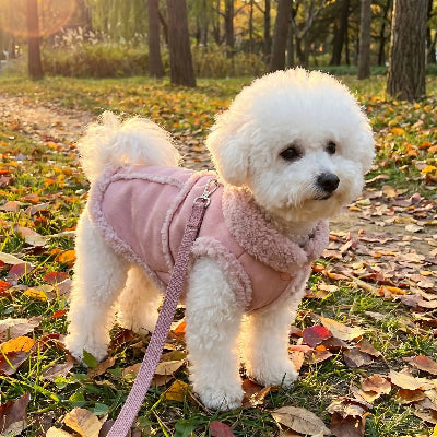 promenade bichon dans parc avec manteau chien rose