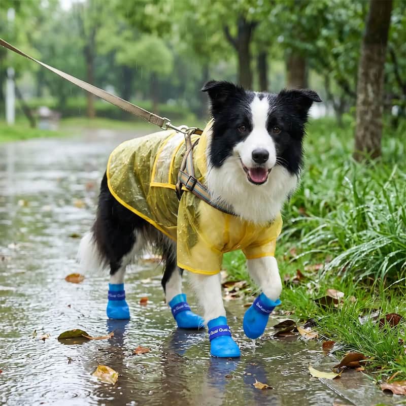 promenade border collie portant bottes chien bleu parc pluvieux