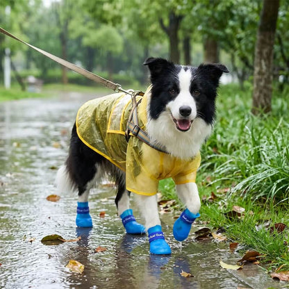 promenade border collie portant bottes chien bleu parc pluvieux