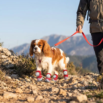 promenade cavalier king charles portant chaussures pour chien sentier rocailleux