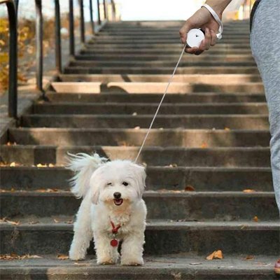 promenade chien blanc dans escalier avec laisse enrouleur chien blanc