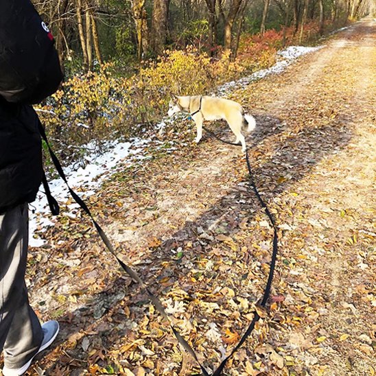 promenade chien foret avec longe pour chien noir 