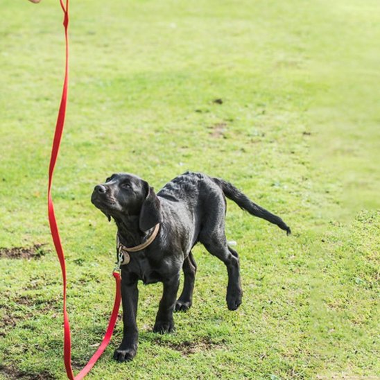 promenade chien noir avec longe pour chien rouge 