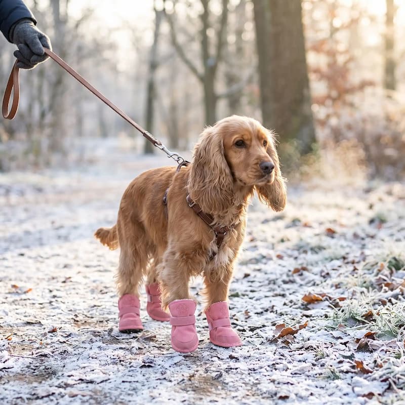 promenade cocker portant chaussure chiens rose parc hiver