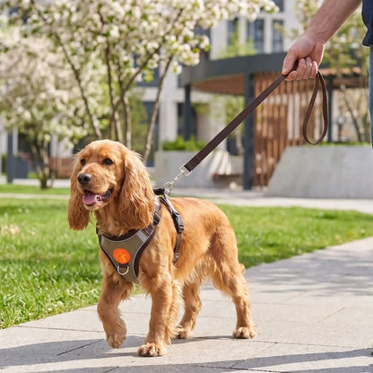 promenade cocker portant harnais pour chien marron parc urbain