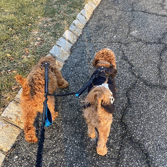 promenade deux chiens marrons avec double laisse pour chien bleu