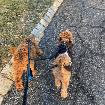 promenade deux chiens marrons avec double laisse pour chien bleu