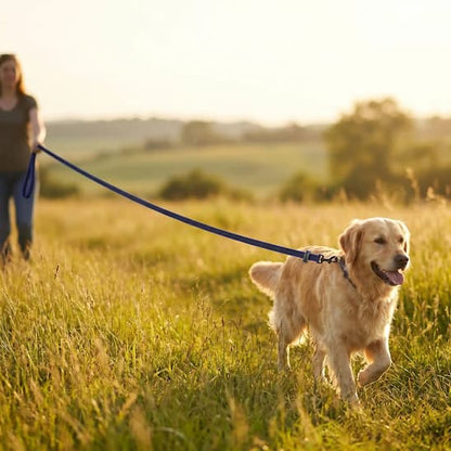 promenade golden campagne avec longe pour chien bleu