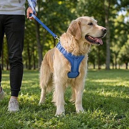 promenade golden portant harnais chien anti traction bleu parc verdoyant