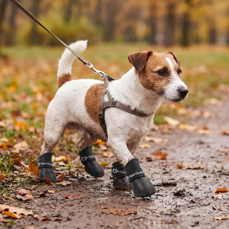 promenade jack russell chemin boueux avec bottes chien noir
