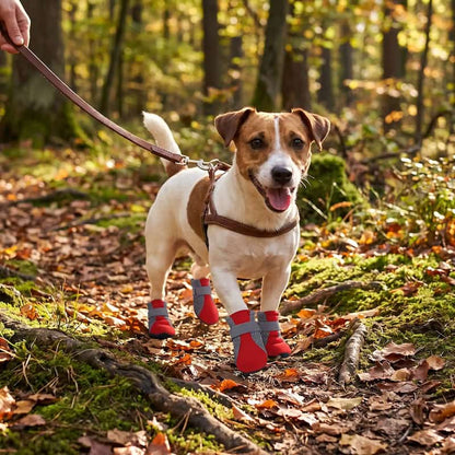promenade jack russell en forêt avec chaussure chien rouge