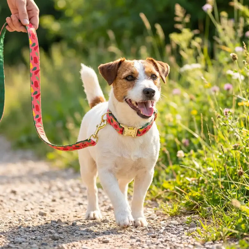 promenade jack russell portant collier chiot motifs piments