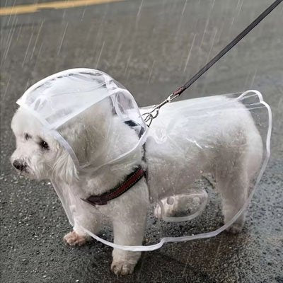 promenade petit chien blanc sous pluie avec imperméable chien