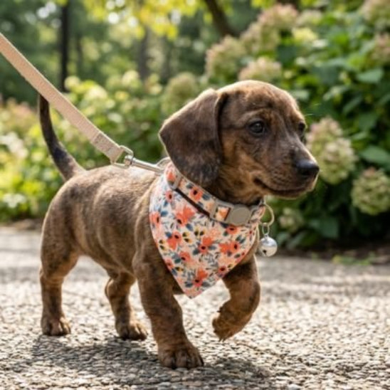 promenade teckel portant bandana pour chien rose fleuri