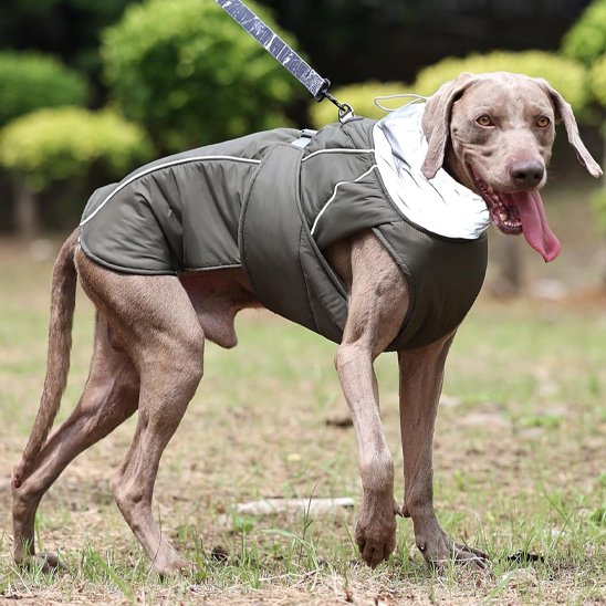 promenade weimaraner portant manteau chien vert kaki