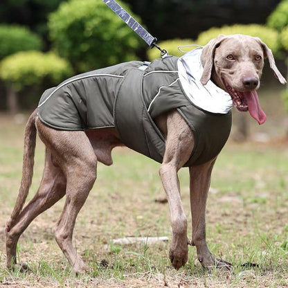 promenade weimaraner portant manteau chien vert kaki