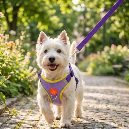 promenade westie portant harnais pour chien violet jardin fleuri