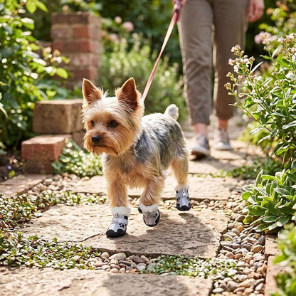promenade yorkshire portant chaussure pour chien noir jardin fleuri