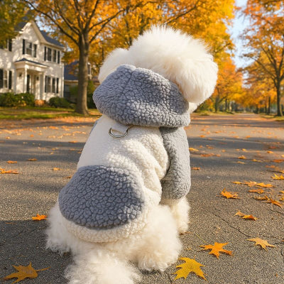 pull chien gris sur chien blanc assis dans allee automne