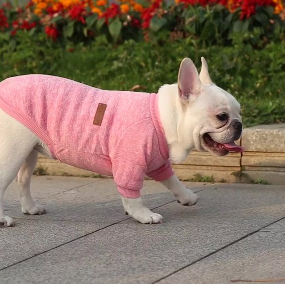 pull chien rose sur bouledogue francais debout dehors