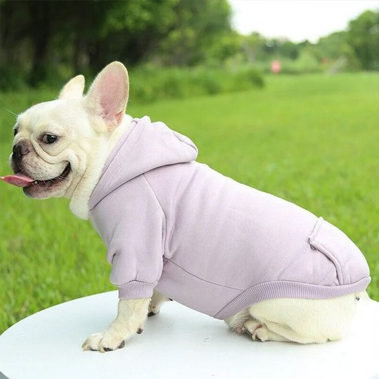pull pour chien violet sur bouledogue francais assis de profil