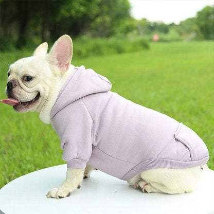 pull pour chien violet sur bouledogue francais assis de profil