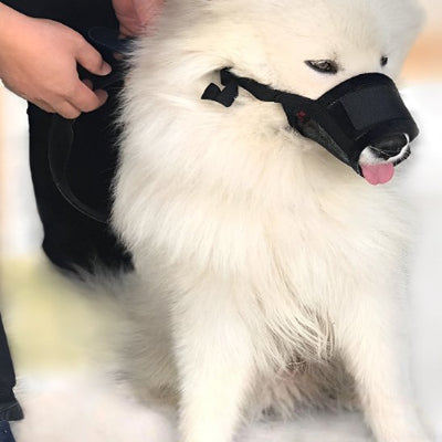 samoyed avec museliere noir