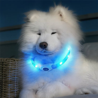 samoyede allonge avec collier lumineux pour chien bleu