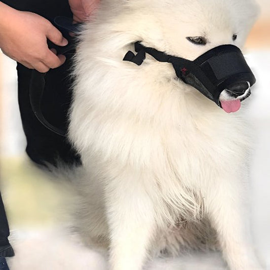 samoyede avec museliere noir