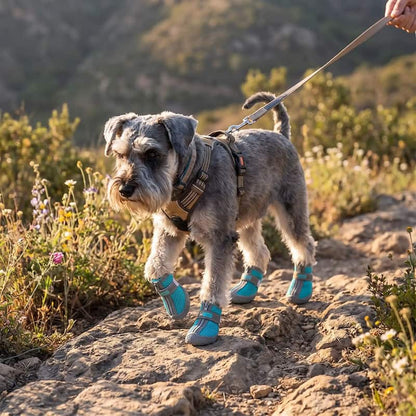 schnauzer marchant sur chemin rocailleux avec chaussures pour chien turquoises 