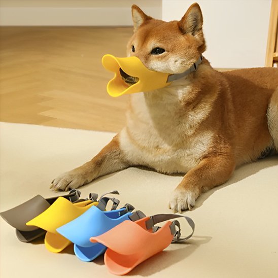 shiba allonge avec muselière jaune muselieres plusieurs couleurs devant lui