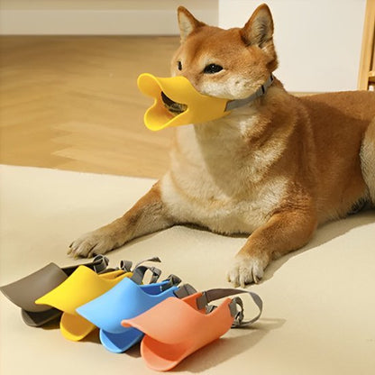 shiba allonge avec muselière jaune muselieres plusieurs couleurs devant lui