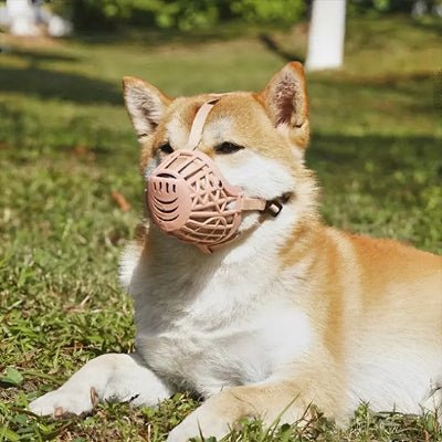 shiba allonge dans herbe avec museliere chien rose