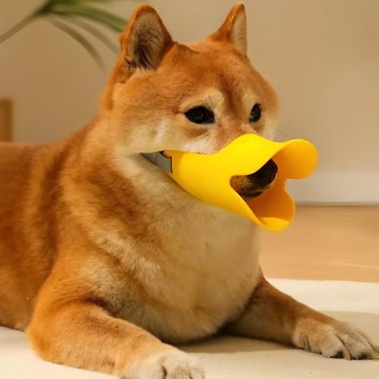 shiba allonge dans maison avec muselière jaune