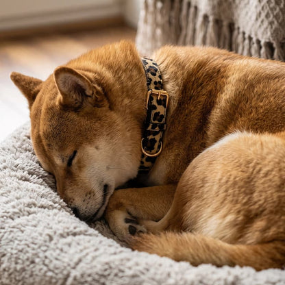 shiba allongé dans panier portant collier pour chien léopard