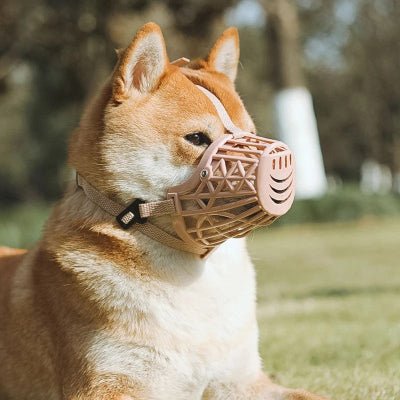 shiba allonge de profil avec museliere chien rose