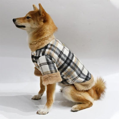 shiba assis de profil avec manteau pour chien marron 
